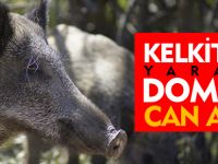 KELKİT'TE YARALI DOMUZ CAN ALDI