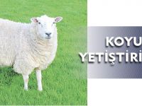 KOYUN YETİŞTİRİCİLİĞİ