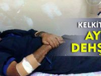 KELKİT’TE AYI DEHŞETİ
