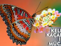 KELEBEK KAÇAKÇILIĞI İLE MÜCADELE