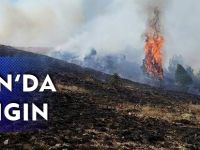 ŞİRAN'DA YANGIN