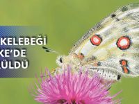 APOLLO KELEBEĞİ TEKKE’DE GÖRÜLDÜ