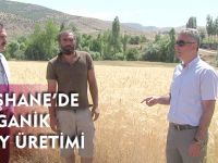GÜMÜŞHANE’DE ORGANİK BUĞDAY ÜRETİMİ
