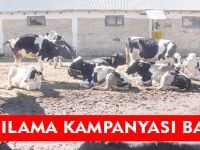 ŞAP AŞILAMA KAMPANYASI BAŞLADI