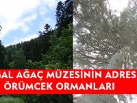 DOĞAL AĞAÇ MÜZESİNİN ADRESİ ÖRÜMCEK ORMANLARI