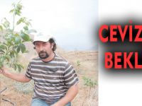 CEVİZ İLGİ BEKLİYOR