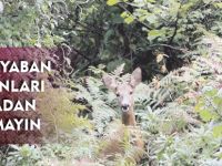 “YAVRU YABAN HAYVANLARINI DOĞADAN AYIRMAYIN"