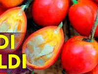 KUŞBURNUNUN ADI KALDI