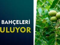 CEVİZ BAHÇELERİ KURULUYOR