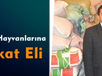 Yaban Hayvanlarına Şefkat Eli