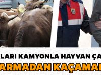 ÇALDIKLARI KAMYONLA HAYVAN ÇALDILAR, JANDARMADAN KAÇAMADILAR