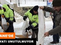 GÜMÜŞHANE’DE YABAN HAYATI UNUTULMUYOR