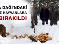 ZİGANA DAĞI'NDAKİ SAHİPSİZ HAYVANLARA YEM BIRAKILDI