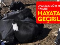 DAMIZLIK SIĞIR YETİŞTİRİCİLİĞİ PROJESİ HAYATA GEÇİRİLDİ