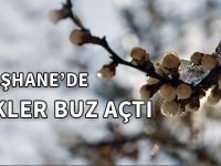 GÜMÜŞHANE’DE ÇİÇEKLER BUZ AÇTI
