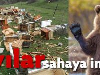 Ayılar sahaya indi...