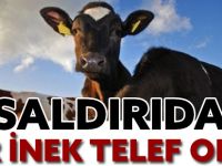 SALDIRIDA BİR İNEK TELEF OLDU
