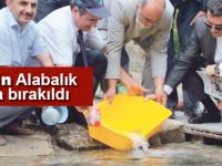 20 bin alabalık daha bırakıldı