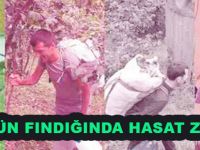 KÜRTÜN FINDIĞINDA HASAT ZAMANI