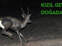 KIZIL GEYİKLER DOĞADA