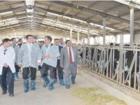 KELKİT’E YENİ MANDIRALAR KURULACAK