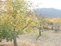 YILLARCA YANLIŞ CEVİZ DİKMİŞİZ