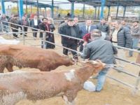Genç Çiftçilere Hibe Hayvan Dağıtımı