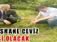 GÜMÜŞHANE CEVİZ VADİSİ OLACAK