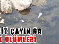 HARŞİT ÇAYI’NDA BALIK ÖLÜMLERİ
