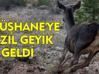 GÜMÜŞHANE'YE 7 KIZIL GEYİK GELDİ