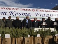 ÇAM KESME FİDAN DİK