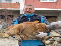 BİDONA SIKIŞAN KÖPEK İÇİN YARDIM İSTEDİLER