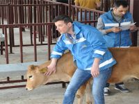 558 BAŞ HAYVAN DAĞITILDI