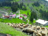 Bu Yayla Başka Yayla
