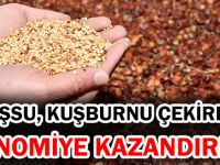 GÜMÜŞSU, KUŞBURNU ÇEKİRDEĞİNİ EKONOMİYE KAZANDIRIYOR