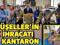 GÜMÜŞELLER’İN İLK İHRACATI SARI KANTARON OLDU