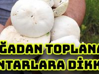 DOĞADAN TOPLANAN MANTARLARA DİKKAT