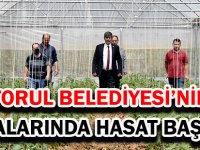TORUL BELEDİYESİ’NİN SERALARINDA HASAT BAŞLADI