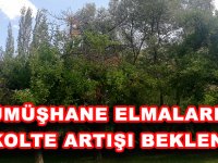 GÜMÜŞHANE ELMALARINDA REKOLTE ARTIŞI BEKLENİYOR