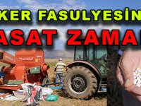 DÜNYACA ÜNLÜ KELKİT ŞEKER FASULYESİNDE HASAT BAŞLADI