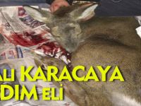 YARALI KARACAYA YARDIM ELİ