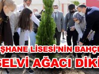 GÜMÜŞHANE LİSESİ’NİN BAHÇESİNE 16 SELVİ AĞACI DİKİLDİ