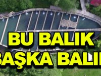 BU BALIK BAŞKA BALIK