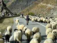 GÜMÜŞHANE'NİN YÜKSEK YAYLALARINDAN SÜRÜ GÖÇLERİ DEVAM EDİYOR