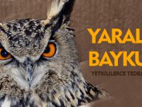 YARALI BAYKUŞ YETKİLİLERCE TEDAVİ EDİLDİ