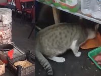 KELKİT’TE ÇAY OCAĞI İŞLETMECİSİNDEN ÖRNEK DAVRANIŞ: SOKAK KEDİLERİNE SICAK YUVA