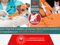 KEDİ VE KÖPEKLER 31 ARALIK TARİHİNE KADAR KİMLİKLENDİRİLECEK