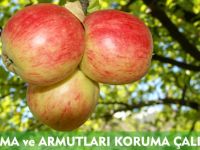 YEREL ELMA ve ARMUTLARI KORUMA ÇALIŞMALARI