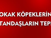 SOKAK KÖPEKLERİNE VATANDAŞLARIN TEPKİSİ