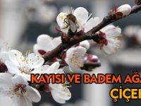 Ağaçlar çiçek açtı